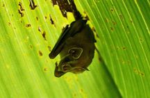 Corcovado National Park Hike - From Uvita
