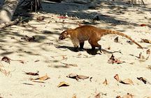 Corcovado National Park Hike - From Uvita
