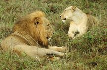 Private tour Nairobi park , Elephant orphanage & Giraffe centre
