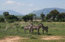 2 Days Mikumi Private Safari from Zanzibar with Accommodation 