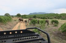 2 Days Mikumi Private Safari from Zanzibar with Accommodation 