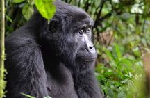 3 days Gorilla Tracking and canoe ride at Lake Bunyonyi 