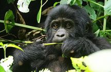 3 days Gorilla Tracking and canoe ride at Lake Bunyonyi 