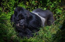 3 days Gorilla Tracking and canoe ride at Lake Bunyonyi 