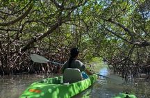Glass Bottom Kayak Mangrove & Sandbar Adventure in St. Pete Beach