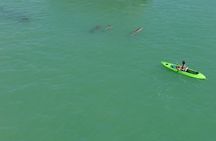 Glass Bottom Kayak Mangrove & Sandbar Adventure in St. Pete Beach