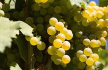  Wine Tasting Tour on the Slopes of Vesuvius