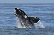 Whale-Watching Boat Cruise in Hermanus with Wine Tasting