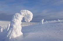 Riisitunturi National Park Snowshoeing Adventure