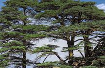 7-Day Cultural and Historic Lebanon Tour with Accommodation 