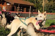 Sled Dog Cart Ride with Guide