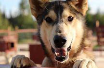 Sled Dog Cart Ride with Guide