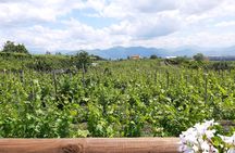 Wine Tour and Lunch with Winetasting and Vineyard Visit