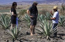 Artisanal Mezcal distillery in an authentic Zapotec village 