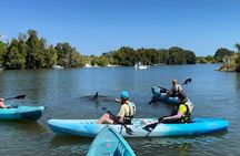 Wildlife Refuge Sunset Dolphin, Manatee & Mangrove Kayak or Paddleboarding Tour!