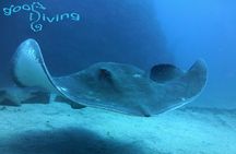 Dives Packages with Transfers in Tenerife