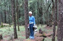 Private Menagesha Suba Forest Hiking and Sightseeing Tour