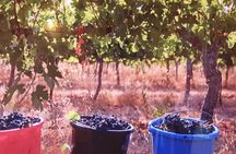 Private Israeli Wines Tour of the Central Israel 
