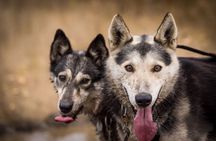 Summer Mushing Cart Ride & Kennel Tour