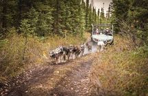 Summer Mushing Cart Ride & Kennel Tour