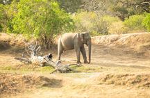 Yala National Park Private Safari Tour