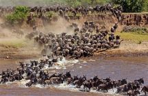 Great Wildebeest Migration Safari in Masai Mara