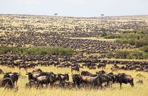 Great Wildebeest Migration Safari in Masai Mara