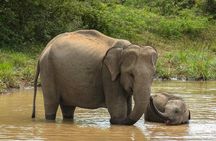 Private 7-Day Tour around Sri Lanka