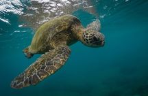 Snorkeling with Sea Turtles in Mirissa (Pickup and Drop included)