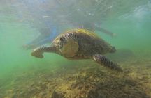 Snorkeling with Sea Turtles in Mirissa (Pickup and Drop included)