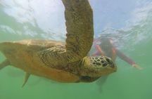 Snorkeling with Sea Turtles in Mirissa (Pickup and Drop included)