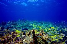  Scuba Diving Adventure WITHOUT CERTIFICATION! Try it today!
