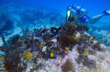 Open Water Certification Course-PADI