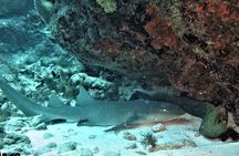SPECIAL!! 2 Tank Wreck & Drift Reef dives