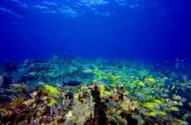  SPECIAL! Snorkel at MUSA - The Underwater Museum Reservation