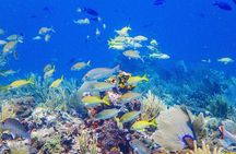 Snorkel at El Farito - The Lighthouse Reservation