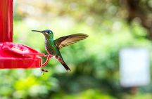 La Paz Waterfall Gardens and Tabacon Hot Springs Private Day Tour from San Jose 