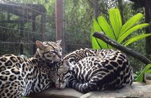La Paz Waterfall Gardens and Tabacon Hot Springs Private Day Tour from San Jose 