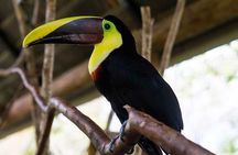La Paz Waterfall Gardens and Tabacon Hot Springs Private Day Tour from San Jose 