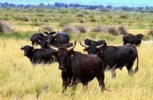Camargue Small-Group Day Trip from Avignon