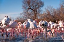 Camargue Small-Group Day Trip from Avignon