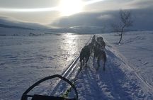 Privat sled trip with husky in the alta valley