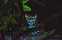 EXCLUSIVE Night Tour with Night Vision- small groups 8 people max