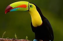 Monteverde Full Day Birding Expedition with FREE BINOCULARS