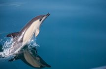 Dolphin Watching Adventure in Estepona Bay