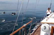 Dolphin Watching Adventure in Estepona Bay