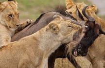 Great Wildebeest Migration Safari in Masai Mara