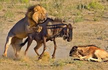 Great Wildebeest Migration Safari in Masai Mara