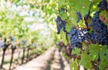 Guided tour through the vineyards with local wine tasting