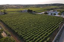 Guided tour through the vineyards with local wine tasting